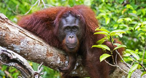 De Taman Nasional Tanjung Puting: Een overweldigend kijkje in de wereld van orang-oetans!